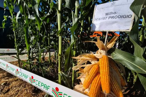 Papanduva participa de testes de milho mais produtivo