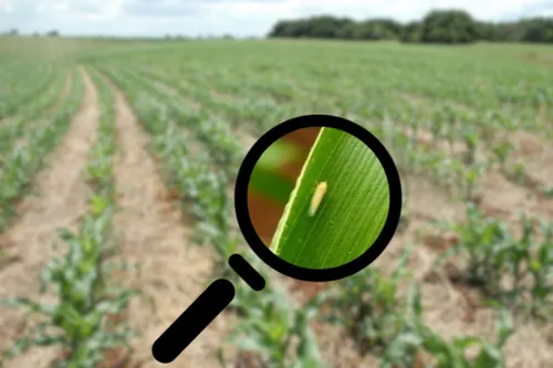 Região no mapa da alta incidência de inseto nocivo