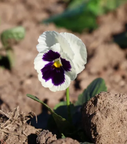 Canoinhas recebe novas cores com plantio de flores de inverno em canteiros públicos