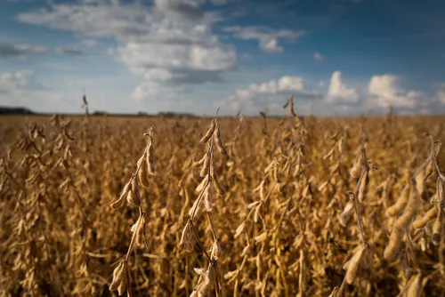 Fase final da soja exige atenção redobrada com doenças que podem reduzir a safra em até 20%
