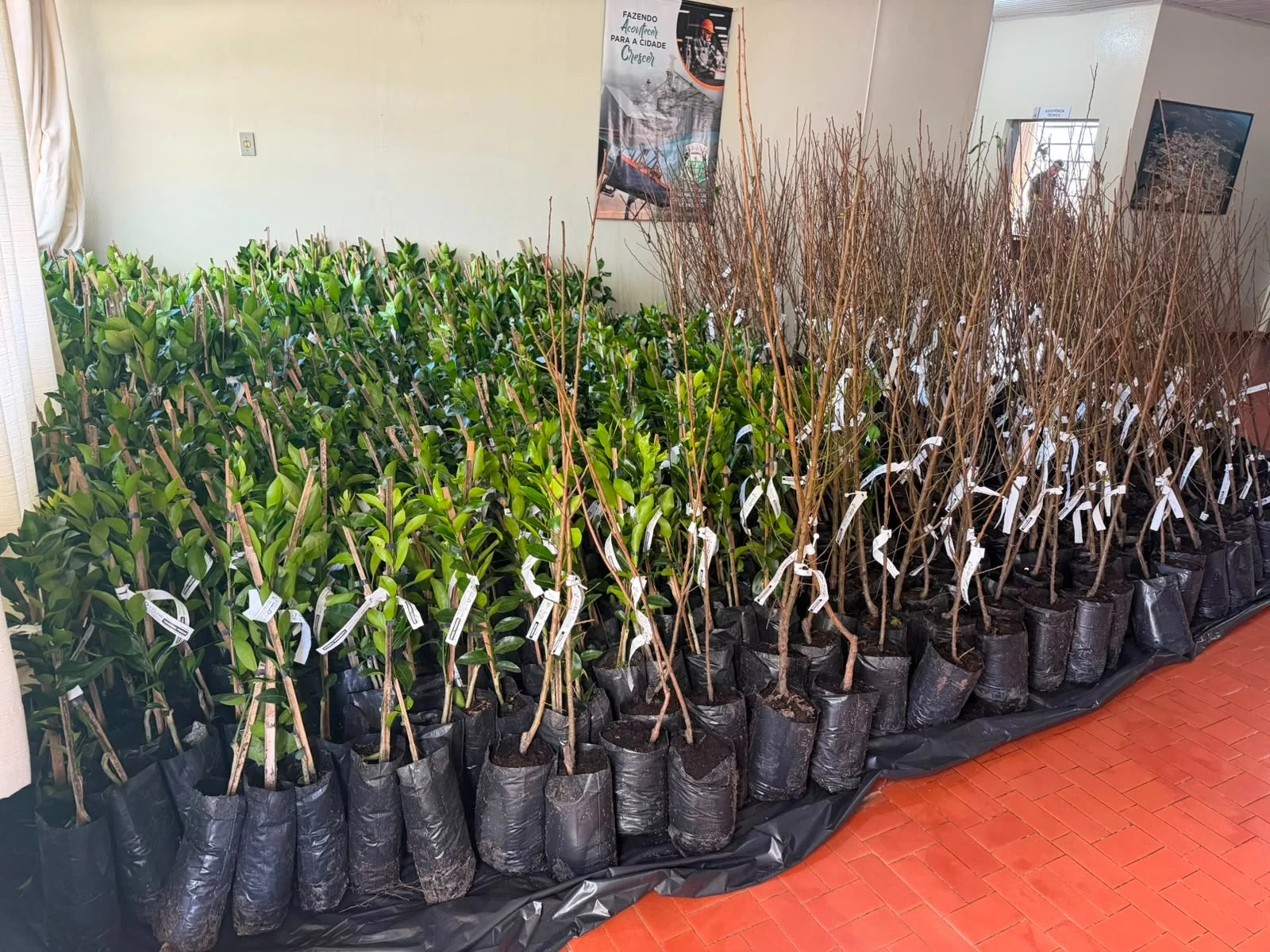 Campo Alegre fará entrega de mudas frutíferas para incentivar a agricultura familiar
