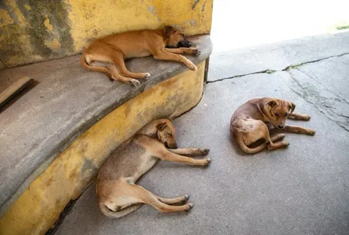 Projeto que autoriza escolas estaduais a adotarem animais levanta dúvidas sobre custos e responsabilidades