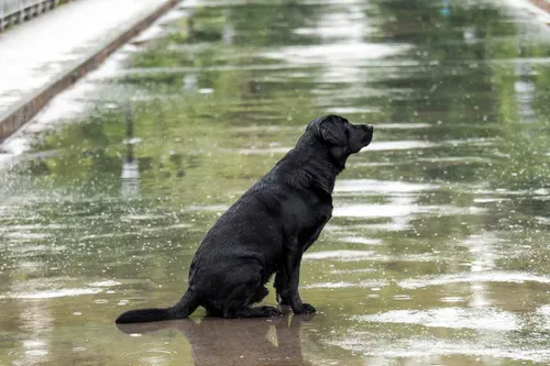 Papanduva prepara abrigo animal por causa do “El Niño”