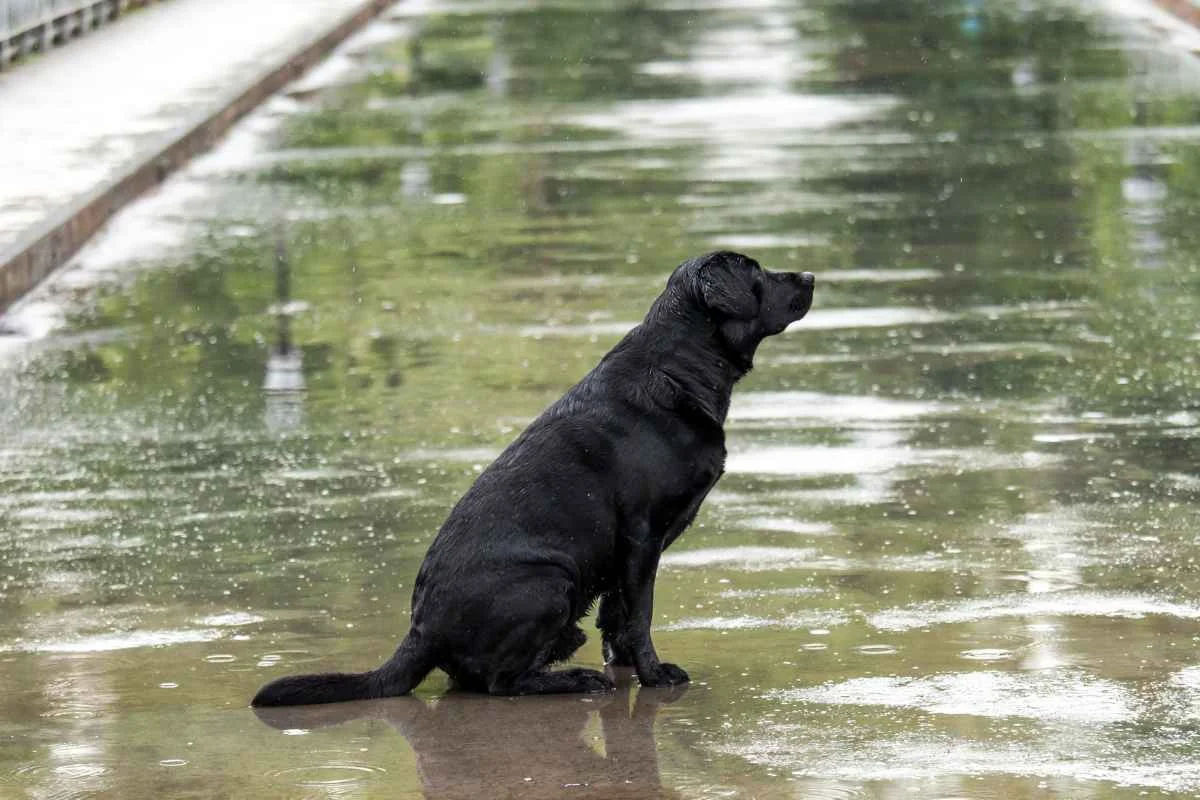 Papanduva prepara abrigo animal por causa do “El Niño”