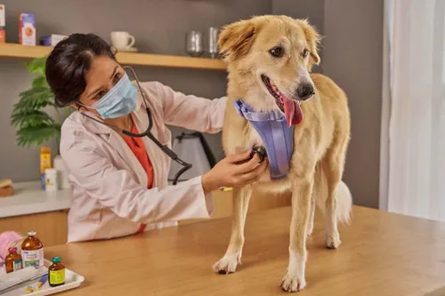 Papanduva abre licitação para itens veterinários